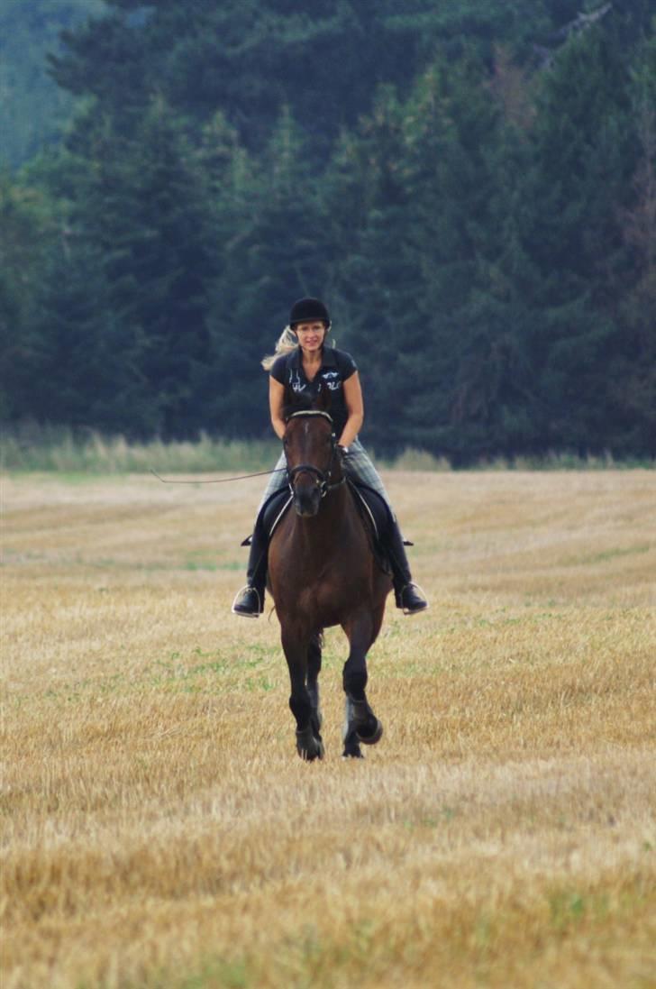 Dansk Varmblod Dijon - efter træning 25/8.09 Foto Karen RH. billede 12