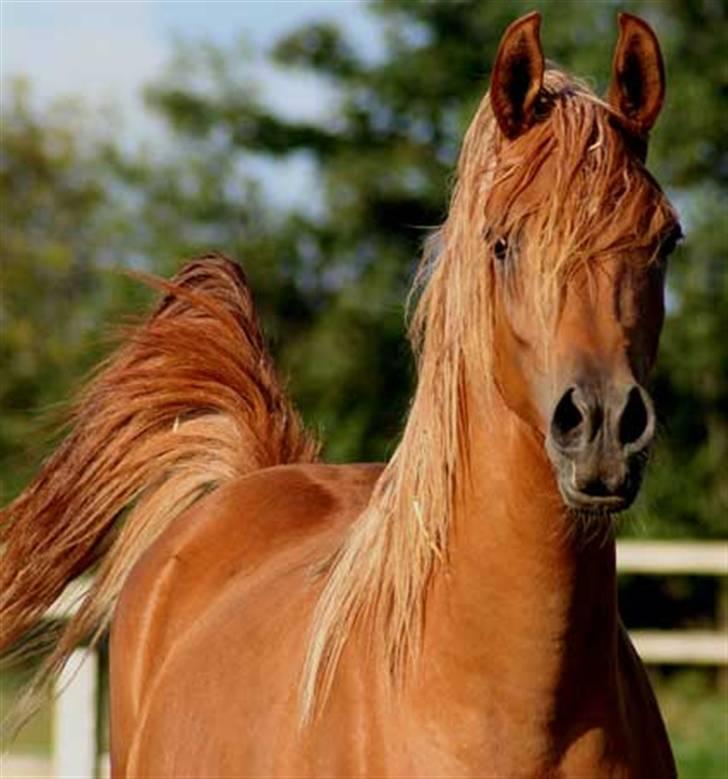 Arabisk fuldblod (OX) WML Jeenah Al Hawah - Jeenah Al Hawah 2 år aug. 2009 billede 6