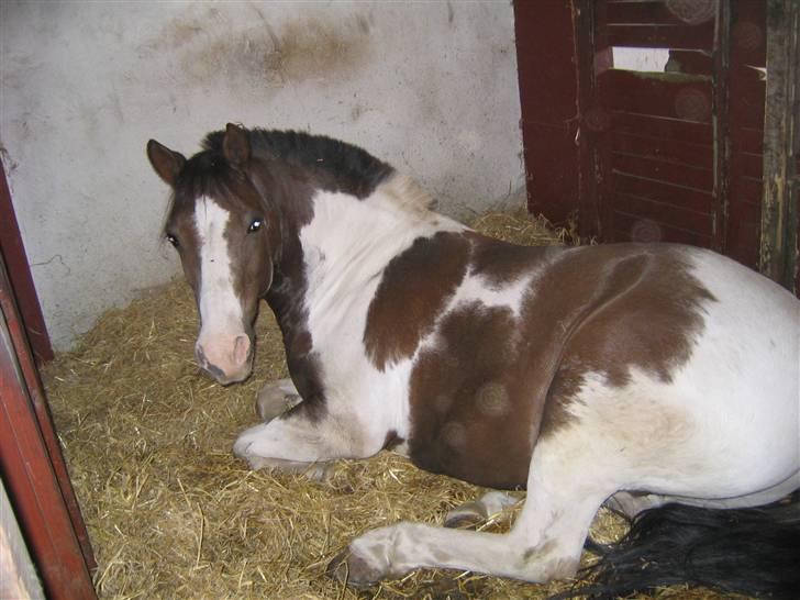 Pinto Don Ibrahim. - sove sove igen igen i; billede 19