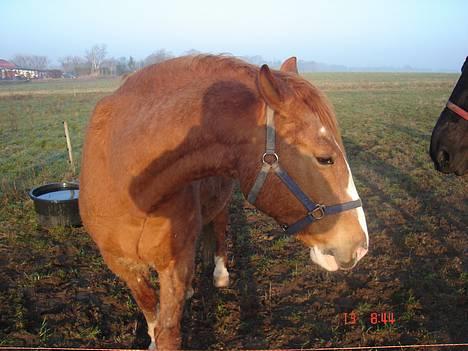 Frederiksborg Mads Ravnkilde billede 3