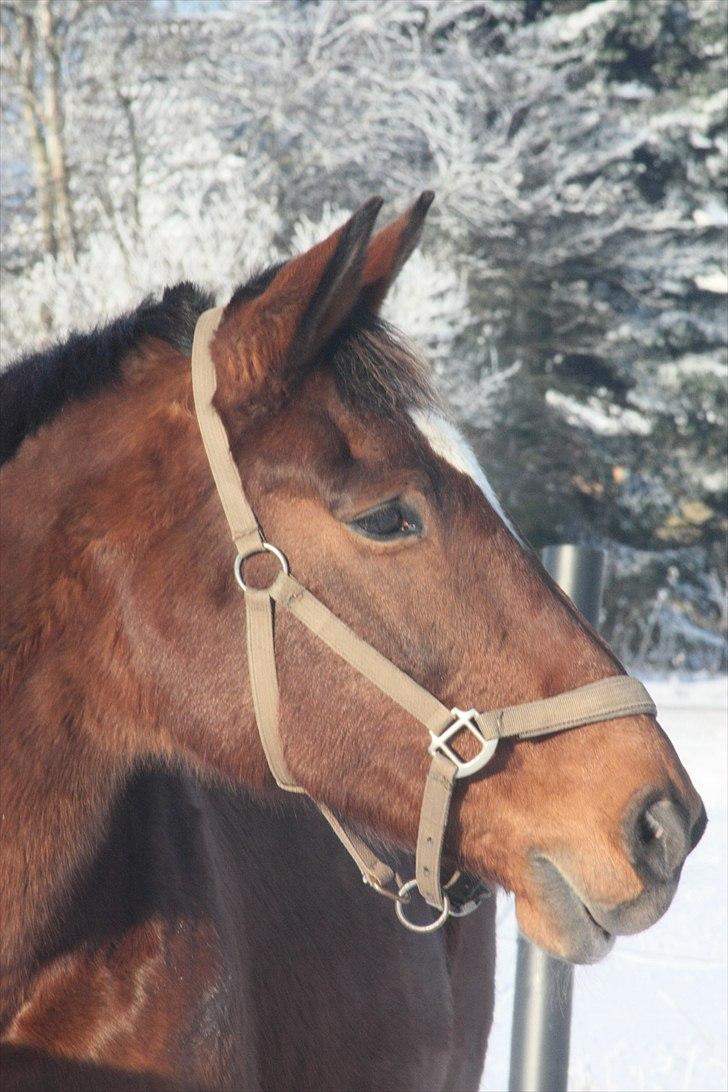 Dansk Varmblod Galatea - Velkommen til Galatea´s profil.  billede 1