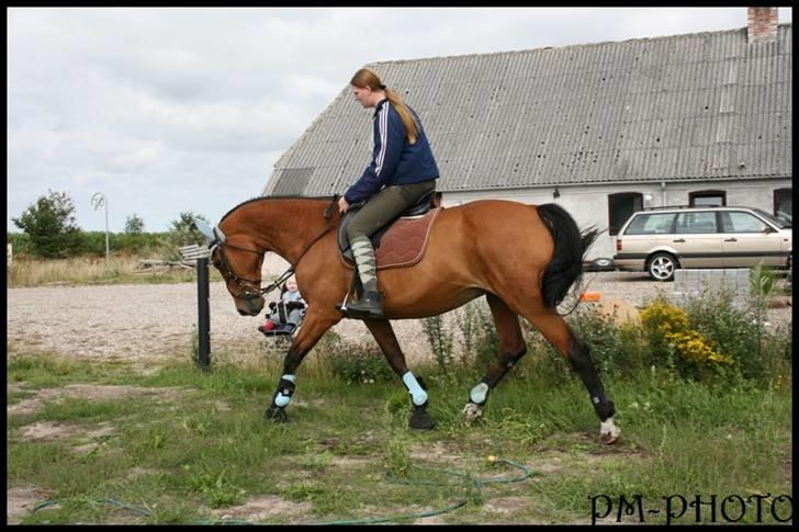 Dansk Varmblod Galatea billede 2