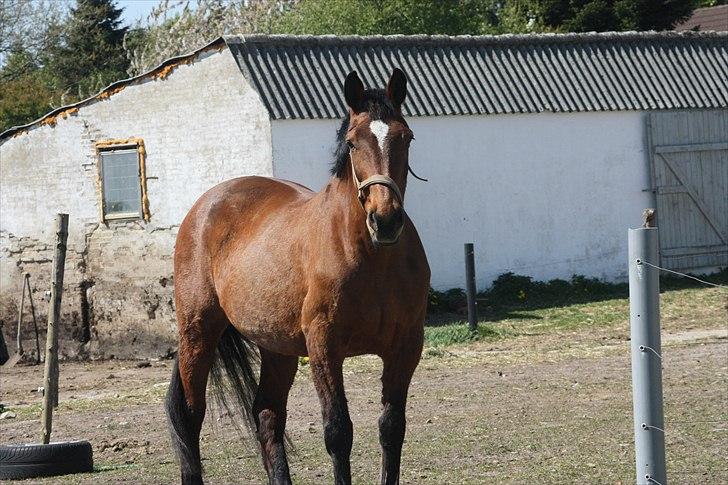 Dansk Varmblod Galatea - Nyt Maj 2011 billede 3