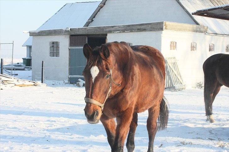 Dansk Varmblod Galatea - NYT: Dec 2010 billede 4