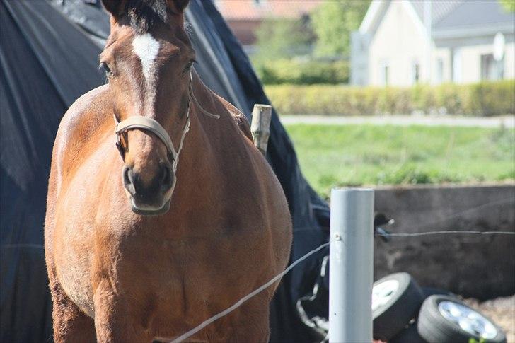 Dansk Varmblod Galatea - Nyt Maj 2011 billede 7