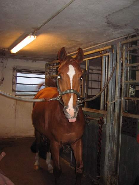 Arabisk fuldblod (OX) Fyrst Milo - Gammelt billede. Han var stadig 4 der. billede 1
