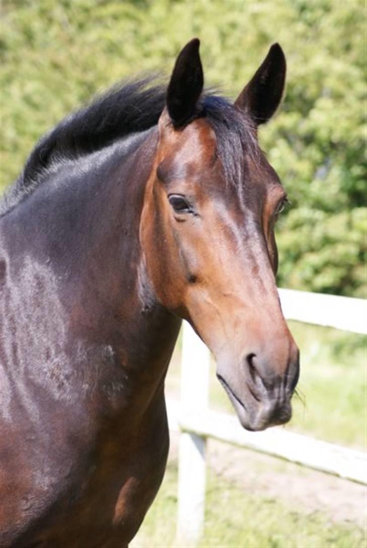 Pinto Whitney - Velkommen til Whitney´s profil billede 3