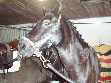 New Forest Batman R.I.P - Hvad at gøre klar til stævne :) billede 17