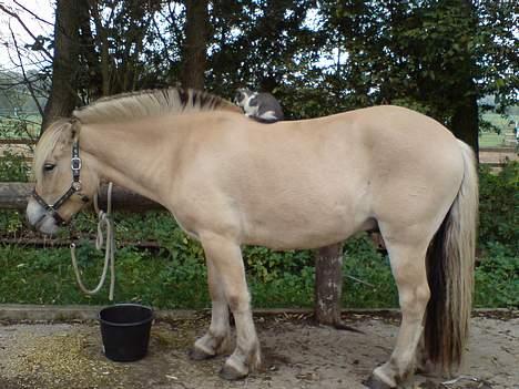 Fjordhest Nr. dam's Magic Survivor - jeg er da ligeglad med at missen sidder på min ryg imens jeg spiser :-) billede 16