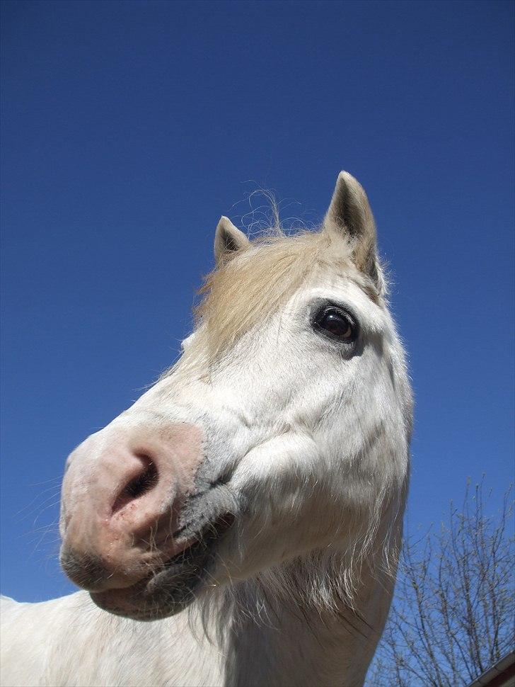 New Forest Amiga NF 1448 ( Præmie Koen) - Amiga April 2011, elskede pony  billede 11