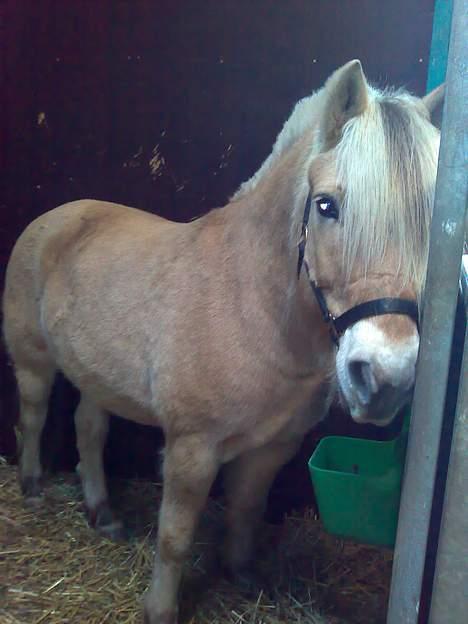 Fjordhest Lukas - Lukas i boksen - Foto Mette billede 11