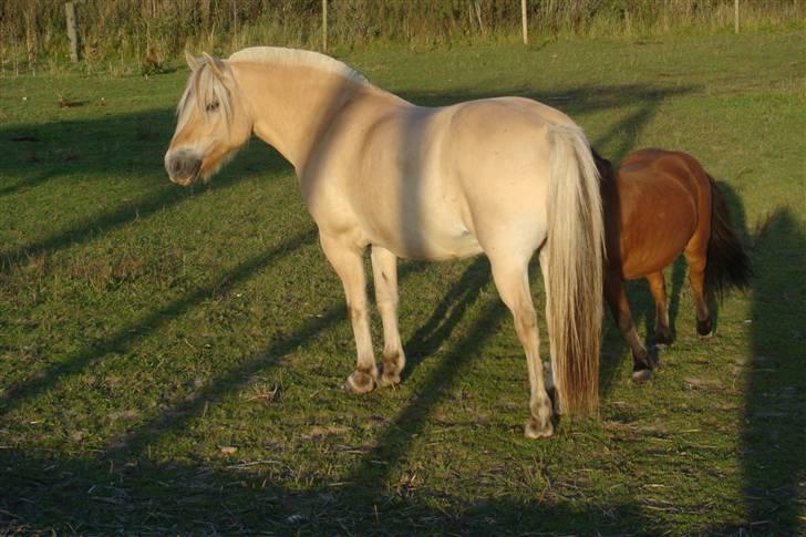 Fjordhest Lukas - Lukas igen - Foto Johni billede 12