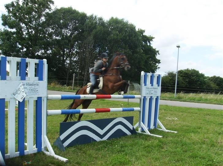 Tysk Sportspony P-TIM (Søsters) - Heej, velkommen til P-tim´s profil... nu du er her lægger du så ikk lige en bedømmelse ;b 130 cm - ingen problemer - mesterfotograf : Line F billede 1