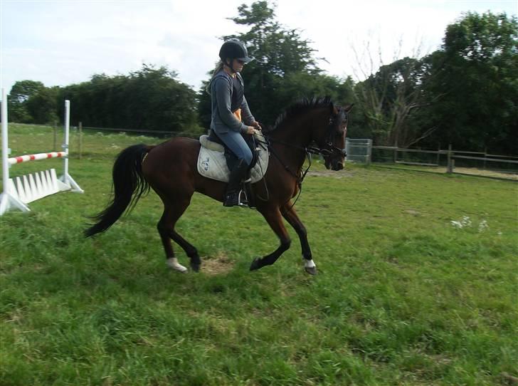Tysk Sportspony P-TIM (Søsters) - smukke timmer boy :) - mesterfotograf : Line F billede 4
