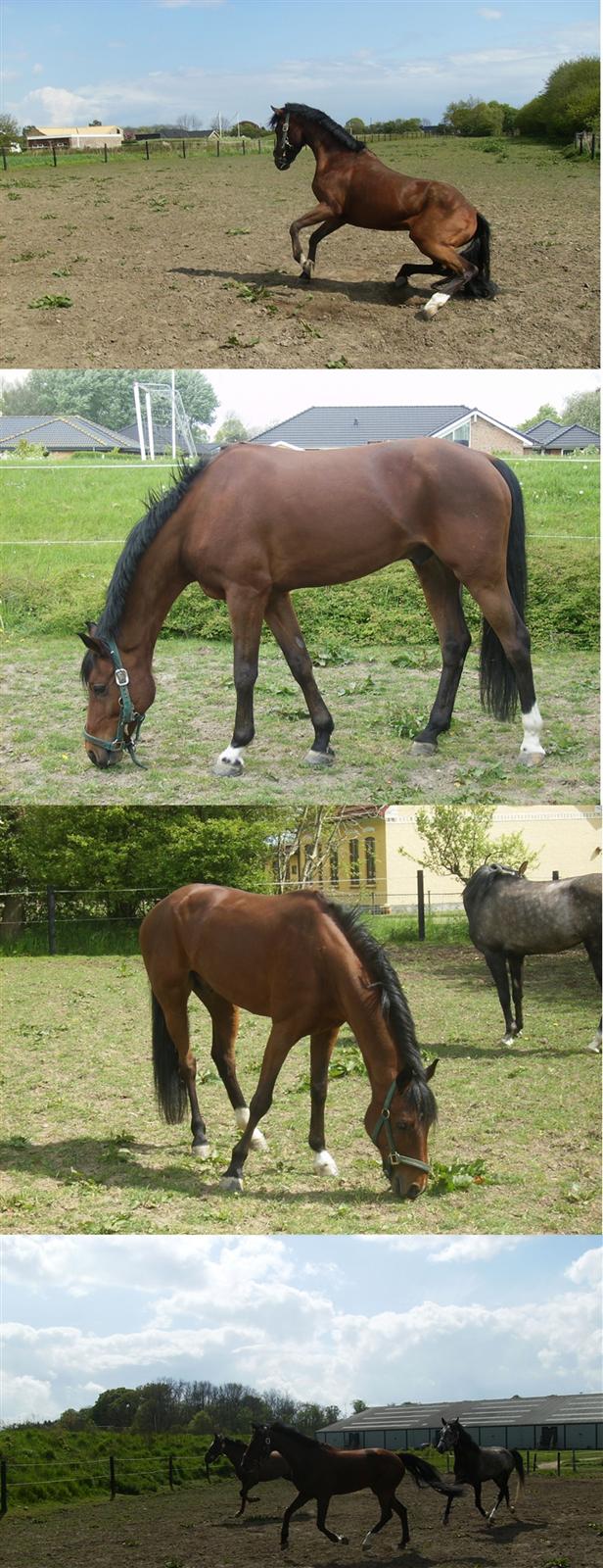 Tysk Sportspony P-TIM (Søsters) - fold billeder... (: billede 5