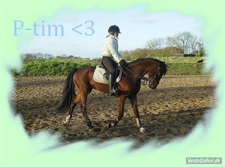 Tysk Sportspony P-TIM (Søsters) - tim... billedet er lavet af: Mie Gram, tusind tak for det ;D billede 12