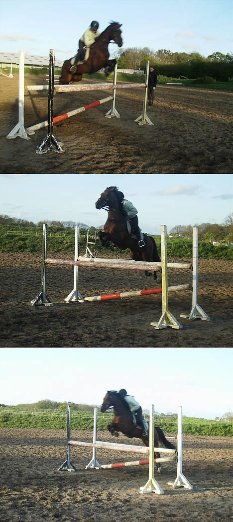 Tysk Sportspony P-TIM (Søsters) - træning igen - mesterfotograf : Line F billede 14