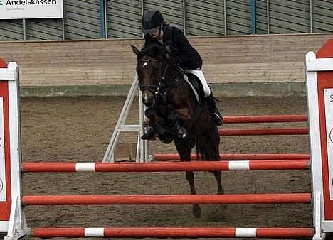 Tysk Sportspony P-TIM (Søsters) - Tim og Freja ( forrige ejer )  i LA  billede 16