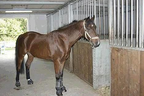 Tysk Sportspony P-TIM (Søsters) - Tim ved forrige ejer  billede 17