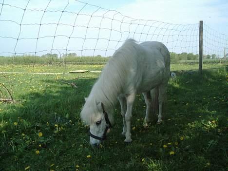 Anden særlig race Mille/Ginny ( aflivet) - hun står og venter på at vi bliver færdig med at ride på tonje og thekla billede 10