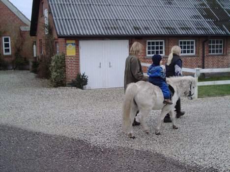 Anden særlig race Mille/Ginny ( aflivet) - hovsa... den forkerte vinkel!!! billede 14