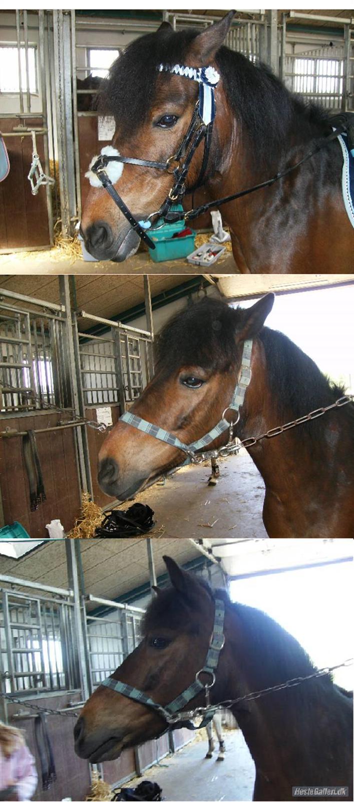 Anden særlig race (¯`v´¯)Lukas SOLGT :'( - er igang med at gøre lukas klar til stævne<3 billede 14