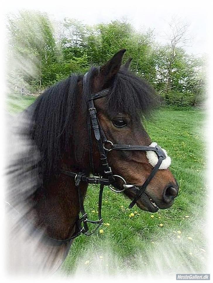 Anden særlig race (¯`v´¯)Lukas SOLGT :'( - lukas´ flotte hoved<3... billedet er lavet af: Mie Gram, tusind tak for det ;) billede 17