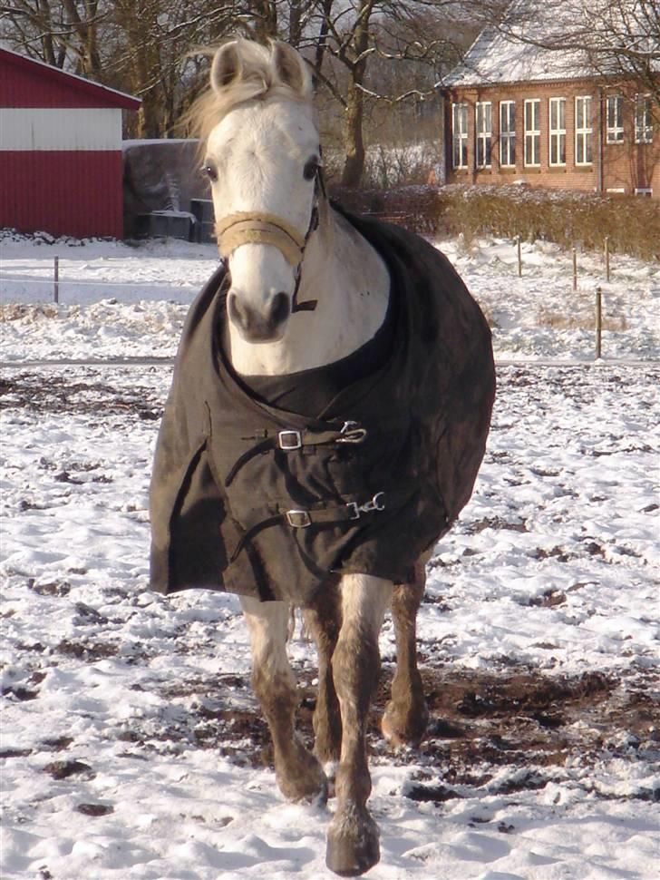 Welsh Pony (sec B) Bjerregårds Montbars(RIP) - fri Opvarmning :P billede 13