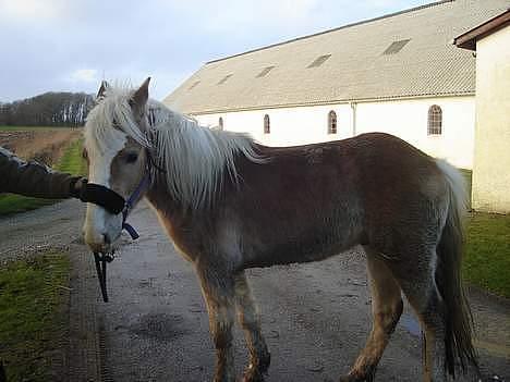 Haflinger odin - [ himmel hest <3 ] - smuk er han da billede 1
