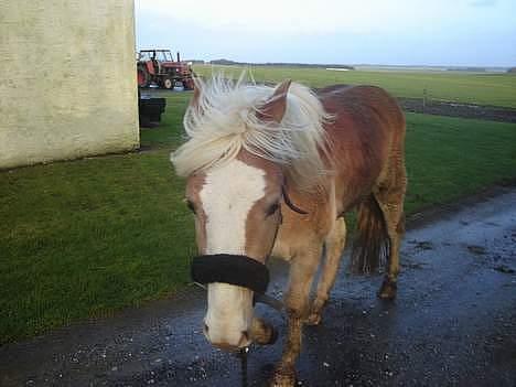 Haflinger odin - [ himmel hest <3 ] billede 2