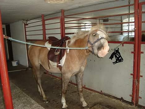 Haflinger odin - [ himmel hest <3 ] billede 3