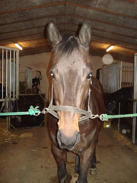 Anden særlig race Little Man Tate billede 9