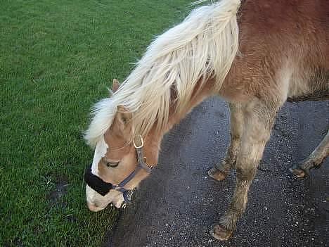 Haflinger odin - [ himmel hest <3 ] billede 4