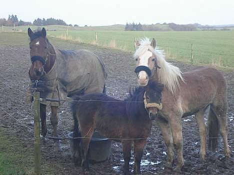 Haflinger odin - [ himmel hest <3 ] billede 5