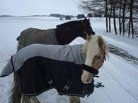 Haflinger odin - [ himmel hest <3 ] billede 6