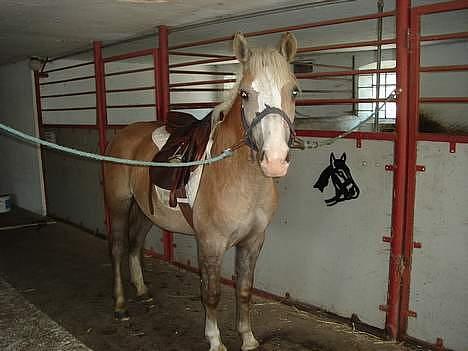 Haflinger odin - [ himmel hest <3 ] billede 7