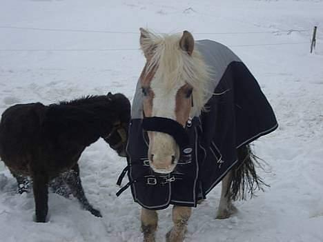 Haflinger odin - [ himmel hest <3 ] billede 8