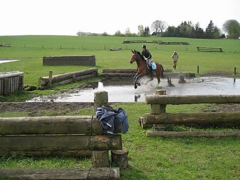 Dansk Varmblod Svalegårds Amasing - - Amasings første tur i terrænnet billede 13