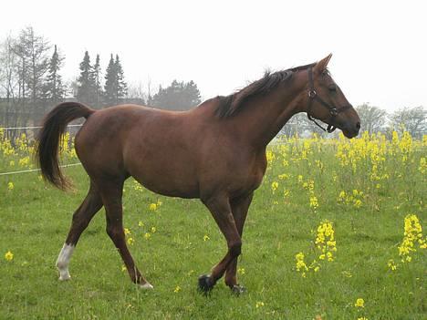 Trakehner Catwalk "SOLGT" - Hej og velkommen til Catwalk´s profil:o) billede 1