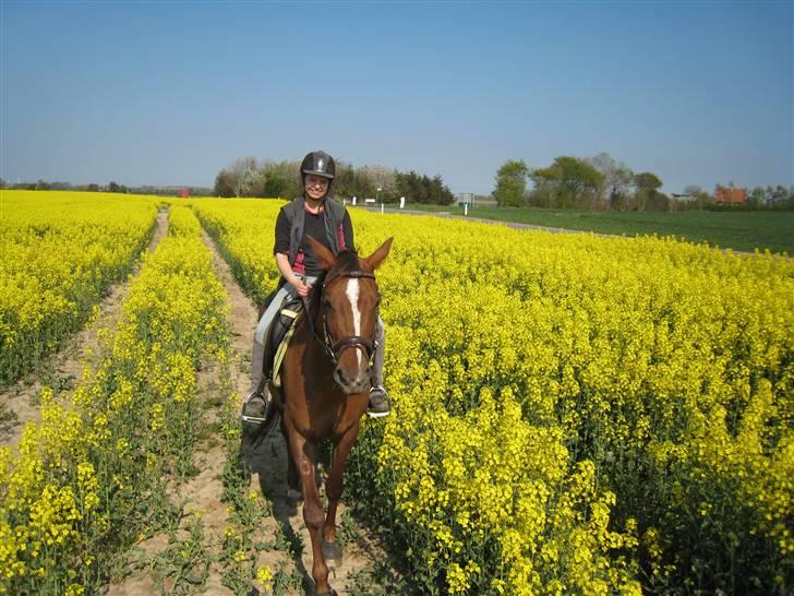 Trakehner Catwalk "SOLGT" billede 2