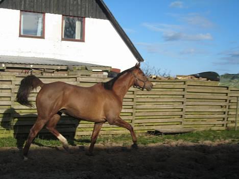 Trakehner Catwalk "SOLGT" billede 9