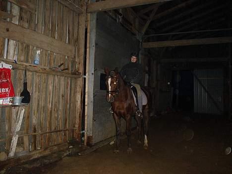 Trakehner Catwalk "SOLGT" billede 10