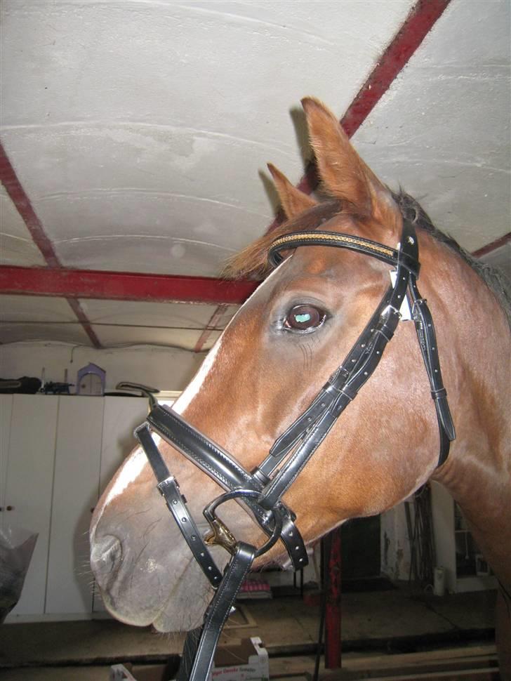 Trakehner Catwalk "SOLGT" - Catwalk med sin nye OS trense billede 12