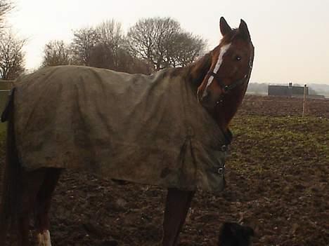 Trakehner Catwalk "SOLGT" billede 13