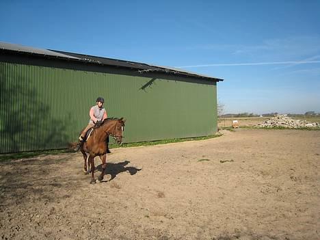 Trakehner Catwalk "SOLGT" billede 16