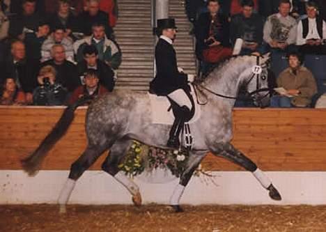 Trakehner Catwalk "SOLGT" - Catwalk´s far billede 18