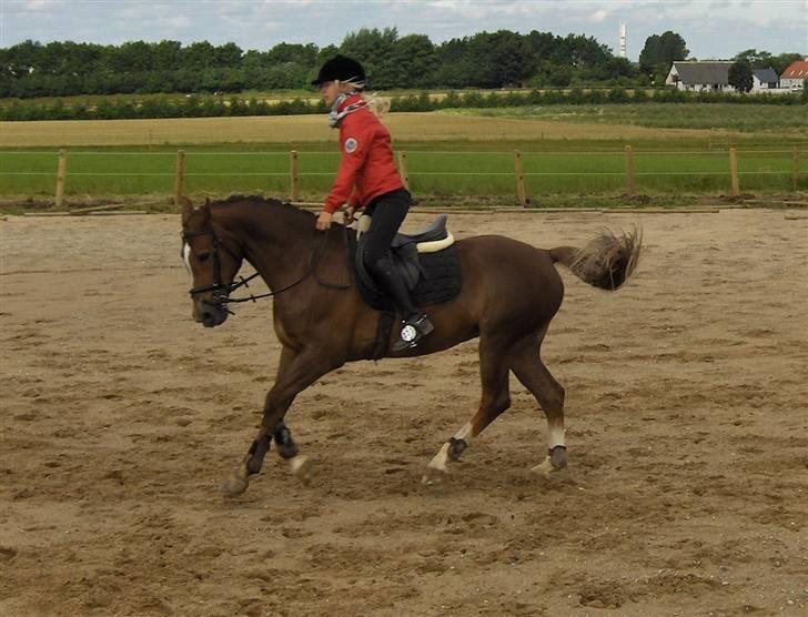 Hollandsk Sportspony Super Babe (Solgt) - Og igen {: <33 billede 7