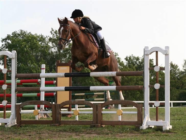 Hollandsk Sportspony Super Babe (Solgt) - - taget af louise S 1000 tak søde :D I Ma .. billede 12