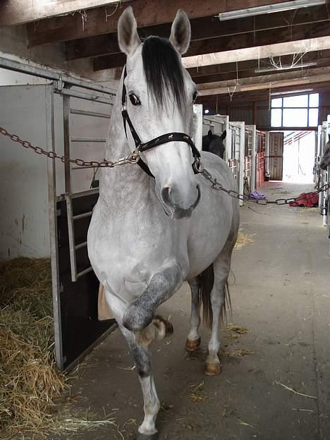 Trakehner taylor   R.I.P - er jeg ikke dejlig billede 2