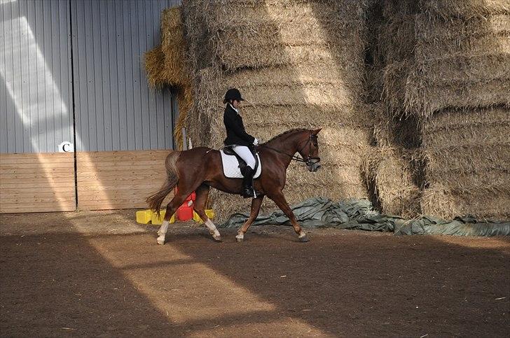 Hollandsk Sportspony Super Babe (Solgt) - Babe og Malene rider lidt dressur :) billede 14